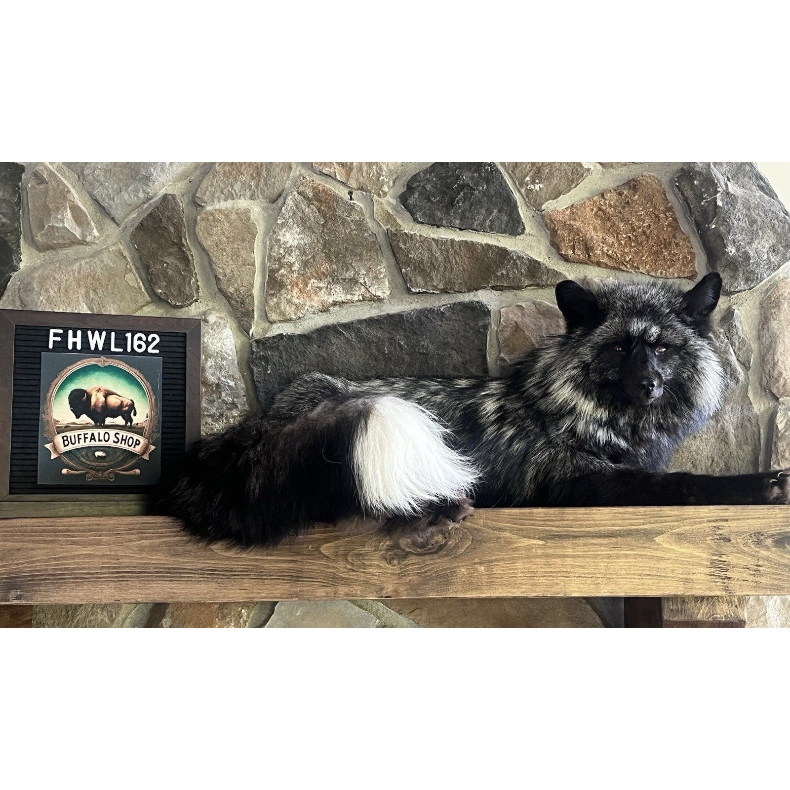 FHWL162 - Museum Quality White Fox Taxidermy mount