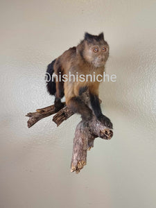 Brown capuchin monkey