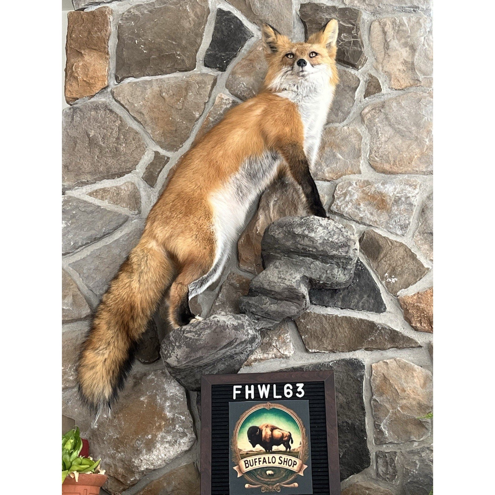 FHWL63 - Red Fox Taxidermy Full Body Mount