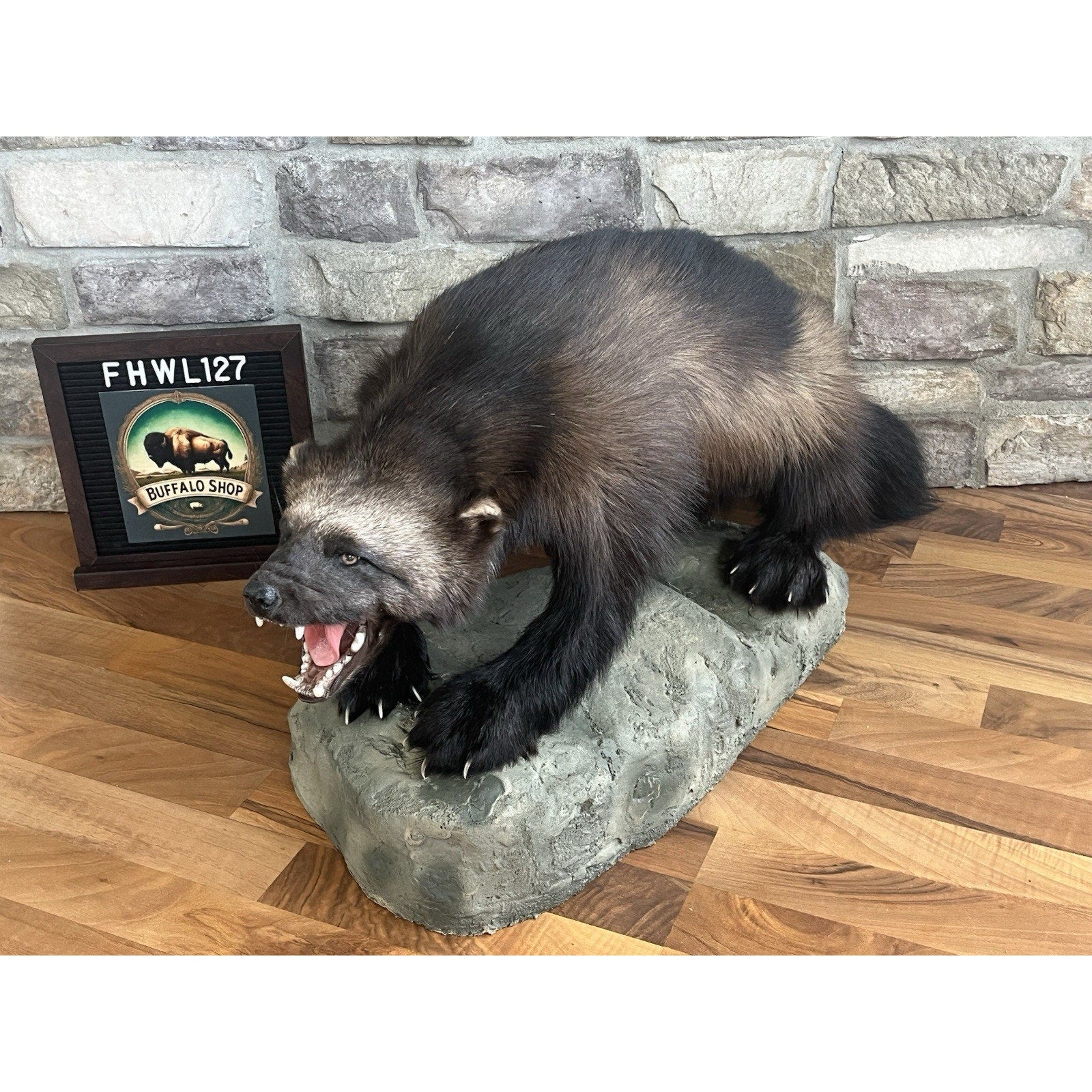 FHWL127 - Beautiful Aggressive Alaskan Wolverine Prime Fur Taxidermy Mount