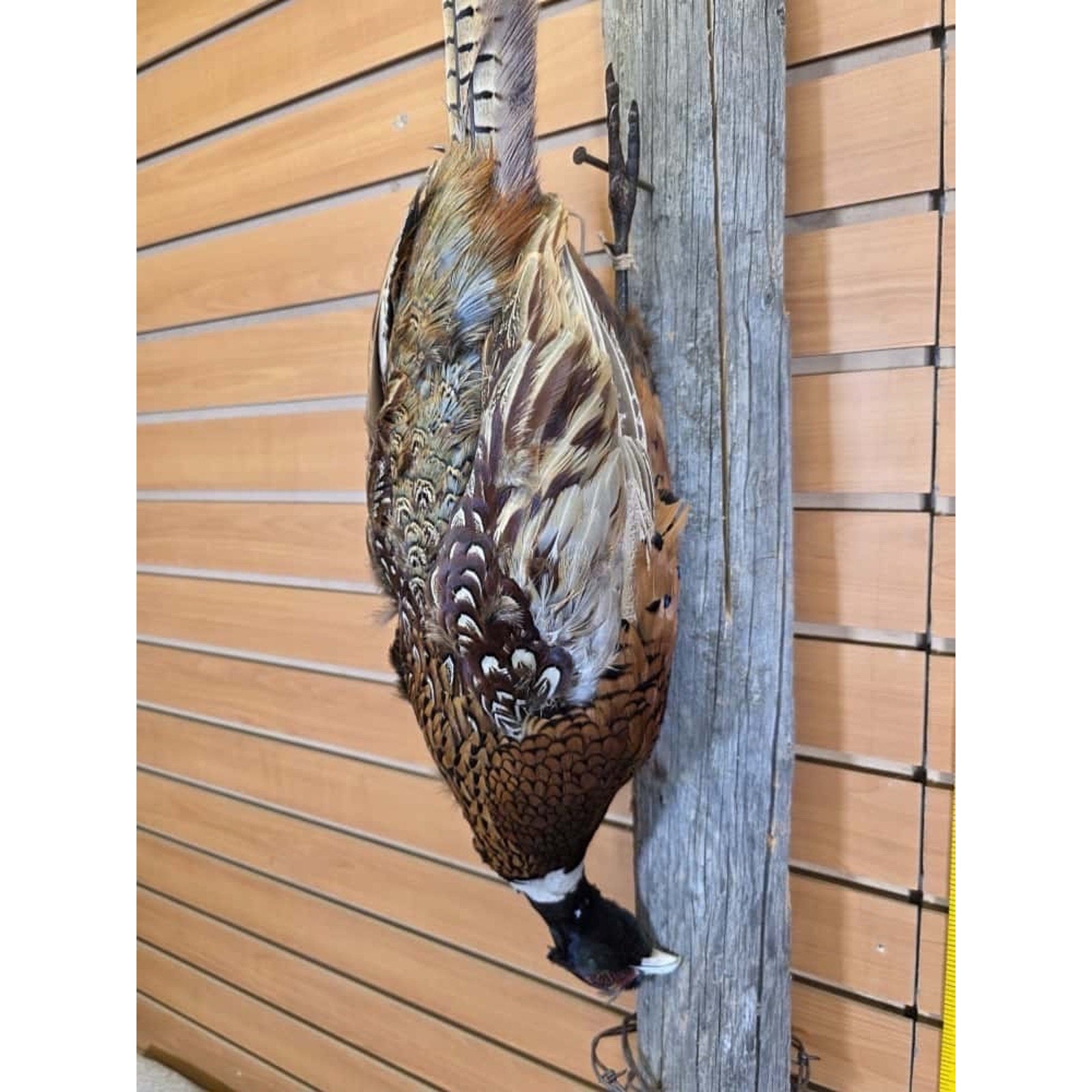 JTV237 - Pheasant Taxidermy Mount Bird