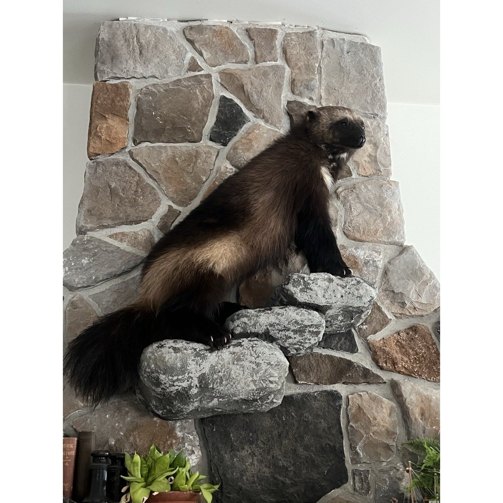 FHWL26 - Beautiful Real Alaskan Wolverine Prime Fur Taxidermy Mount