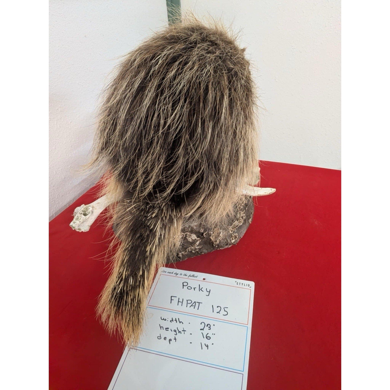 FHPAT125 - Beautiful Montana Prime Winter Porcupine Taxidermy Mount