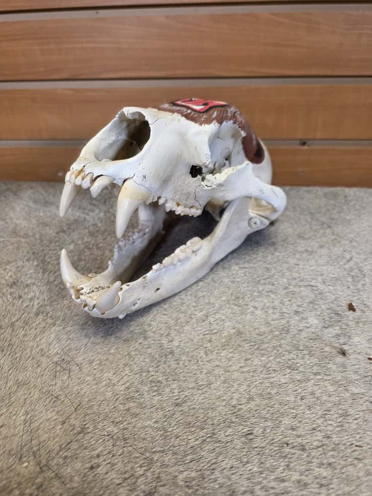 JTV261 - painted black bear skull