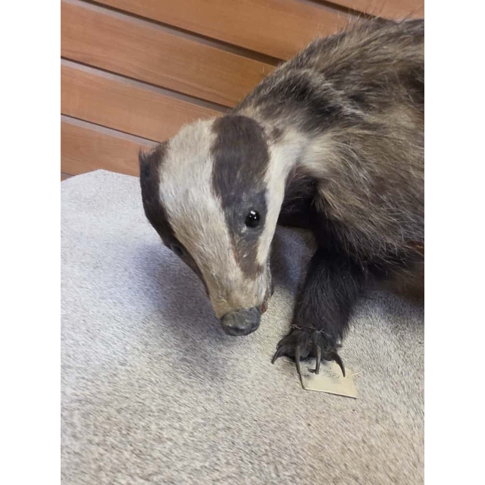 JTV248 - Vintage eurasian badger Taxidermy Mount
