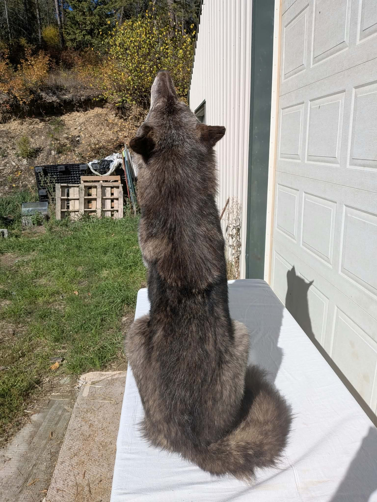 FHPAT247- Beautiful Alaskan Wolf Lifesize Taxidermy Mount