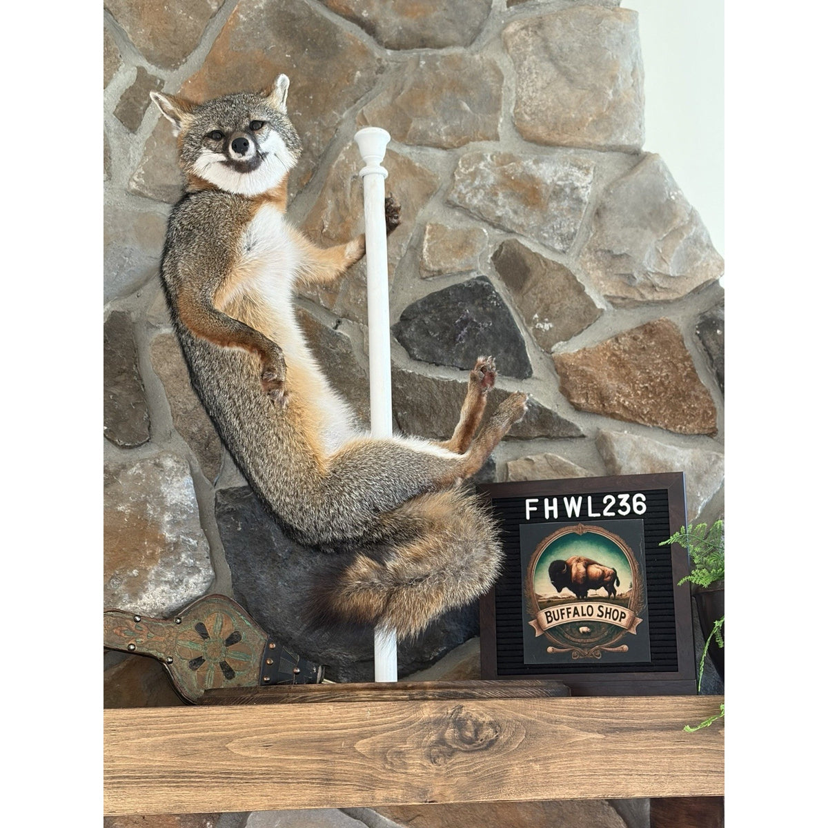 FHWL236- Grey Fox Taxidermy Full Body Mount Cabin Camp Man Cave