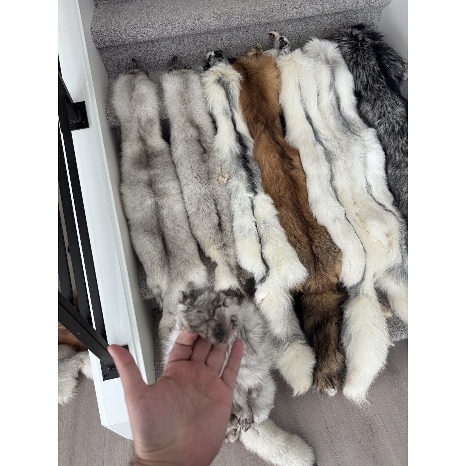 FHJAY793 - Mountable Premium Fox Full Body Hide For Taxidermy