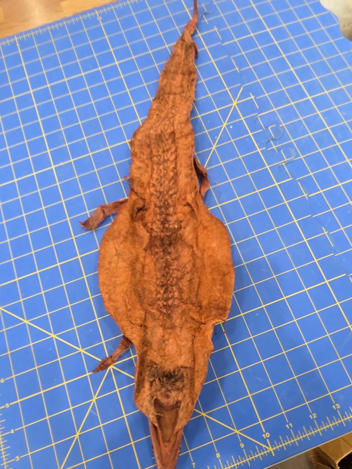 JVN2 - Dyed Alligator Skin Pelt Leather