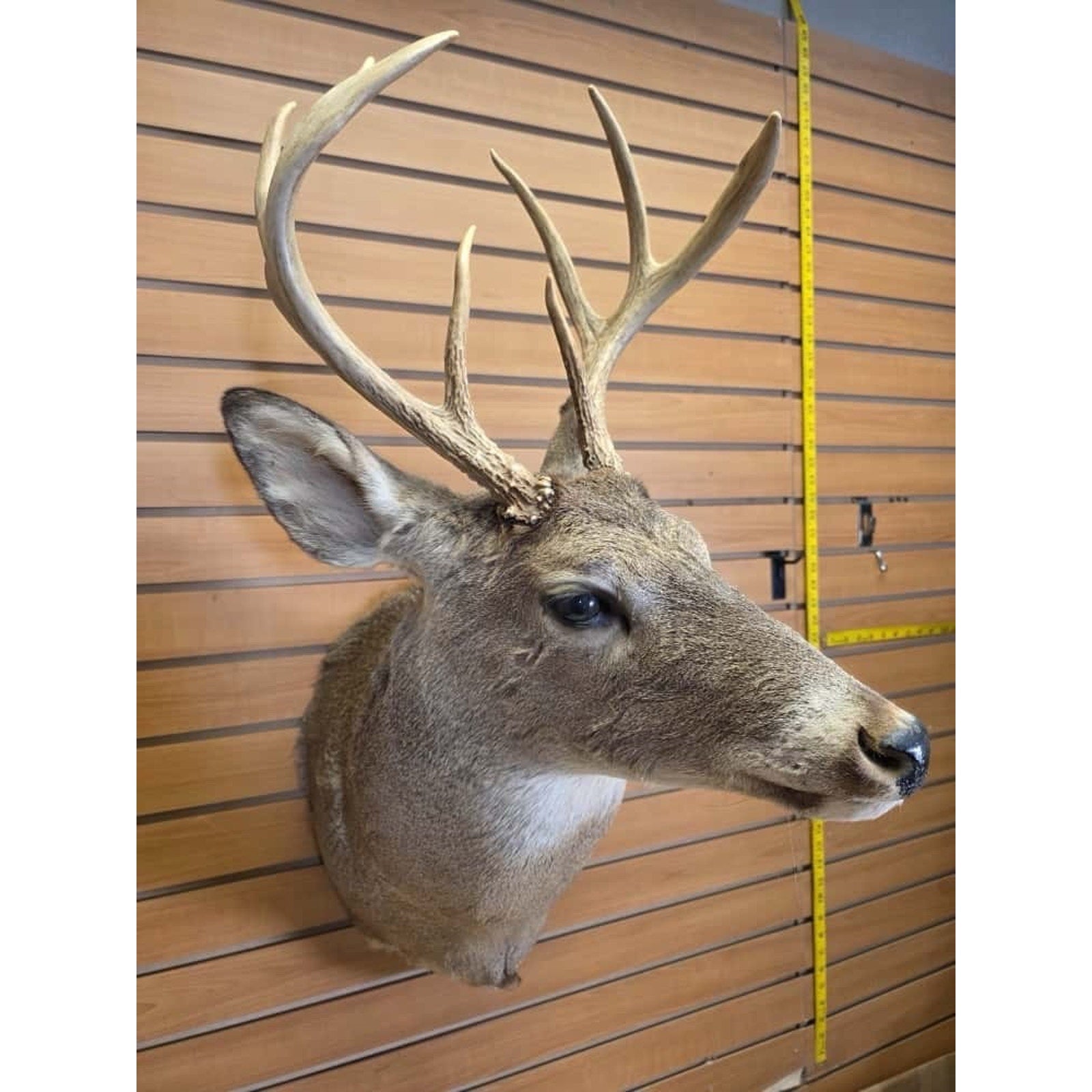 FHMN15- Whitetail Deer Real Antler Deer Taxidermy Mount