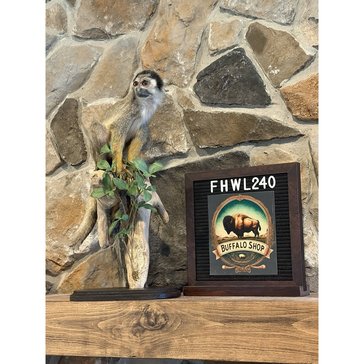 FHWL240 -Squirrel Monkey Taxidermy Mount