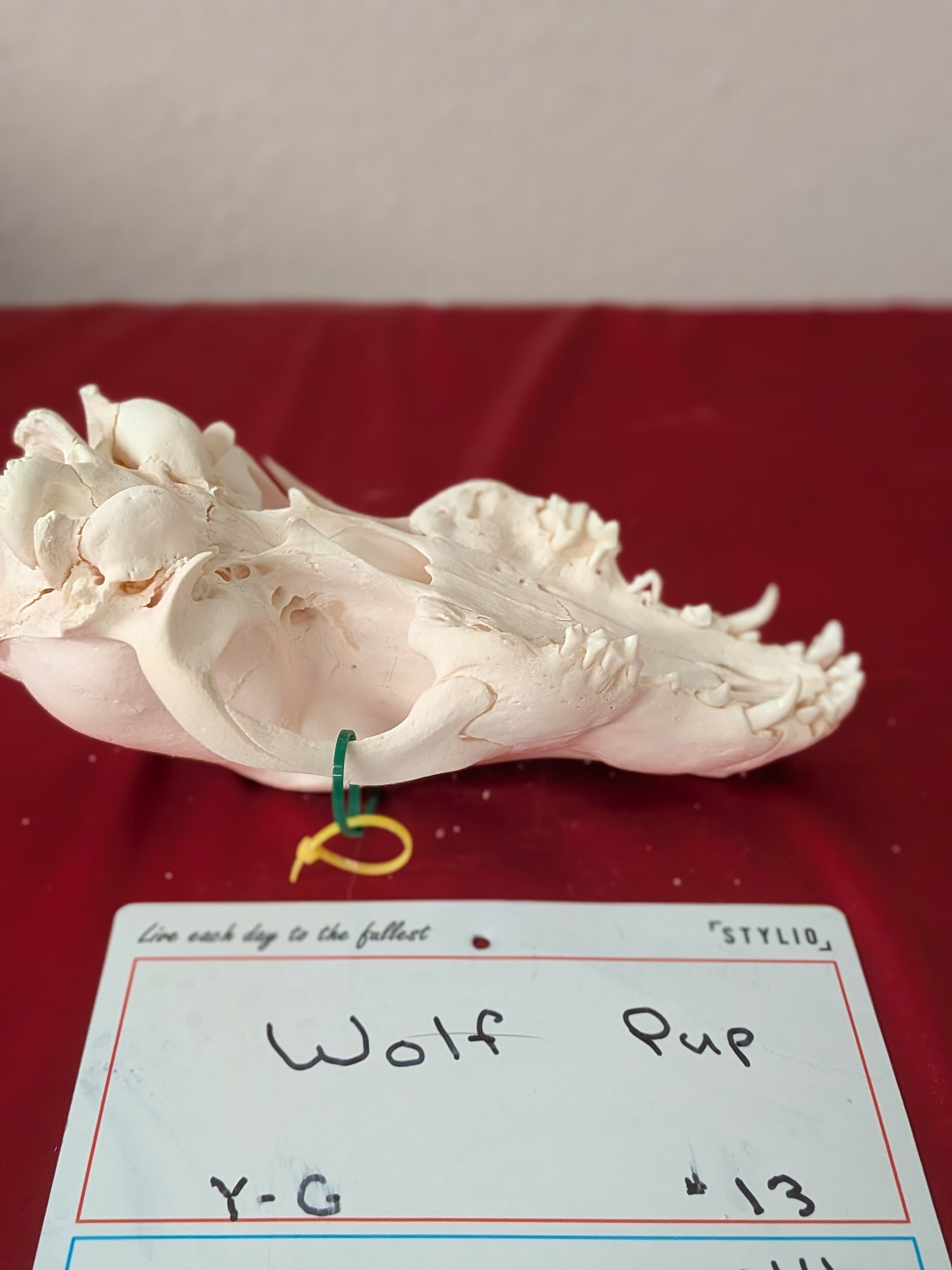 FHSUZW13 - Wolf Pup Skull Perfect Teeth