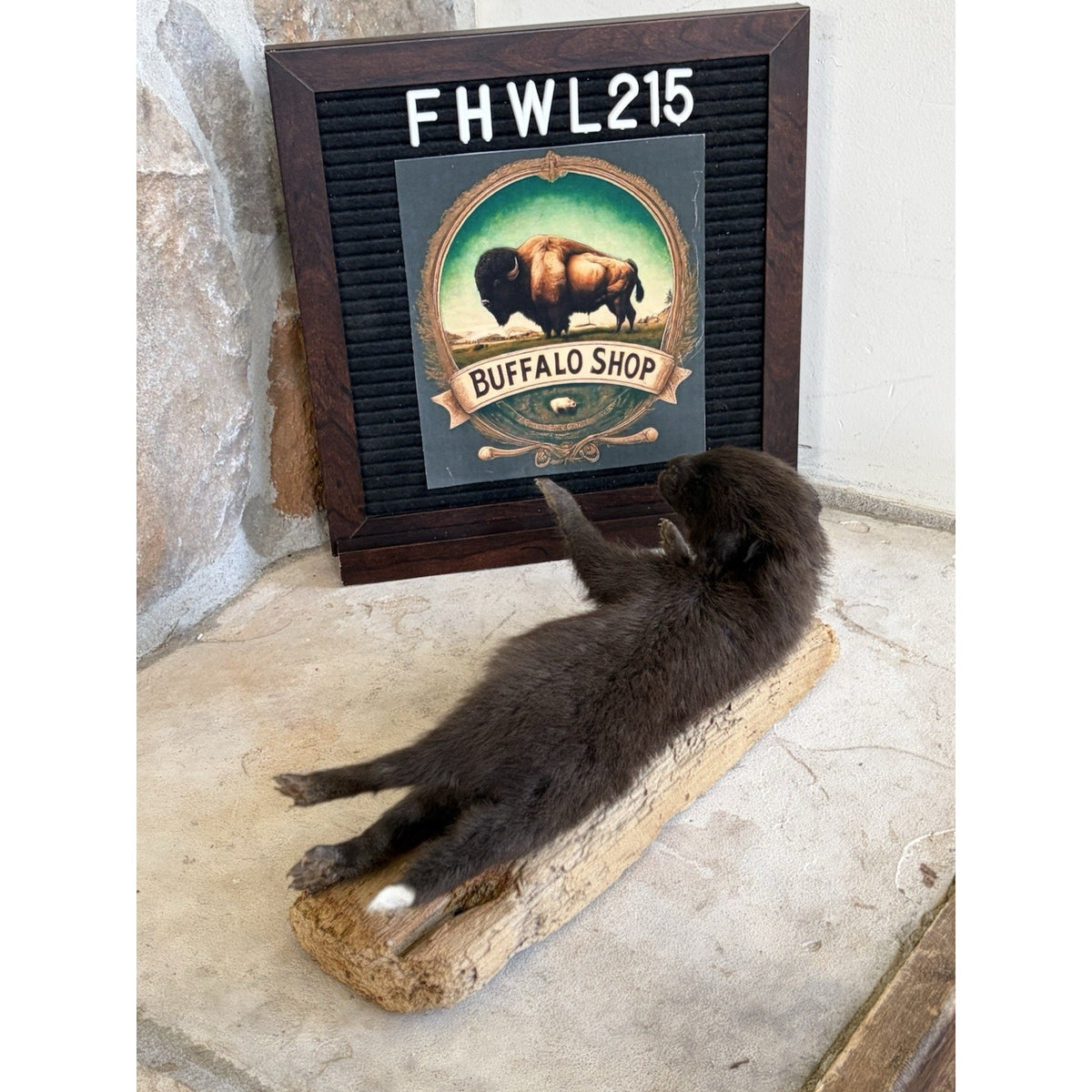 FHWL215 - Baby Fox Lifesize Taxidermy Mount Free Standing