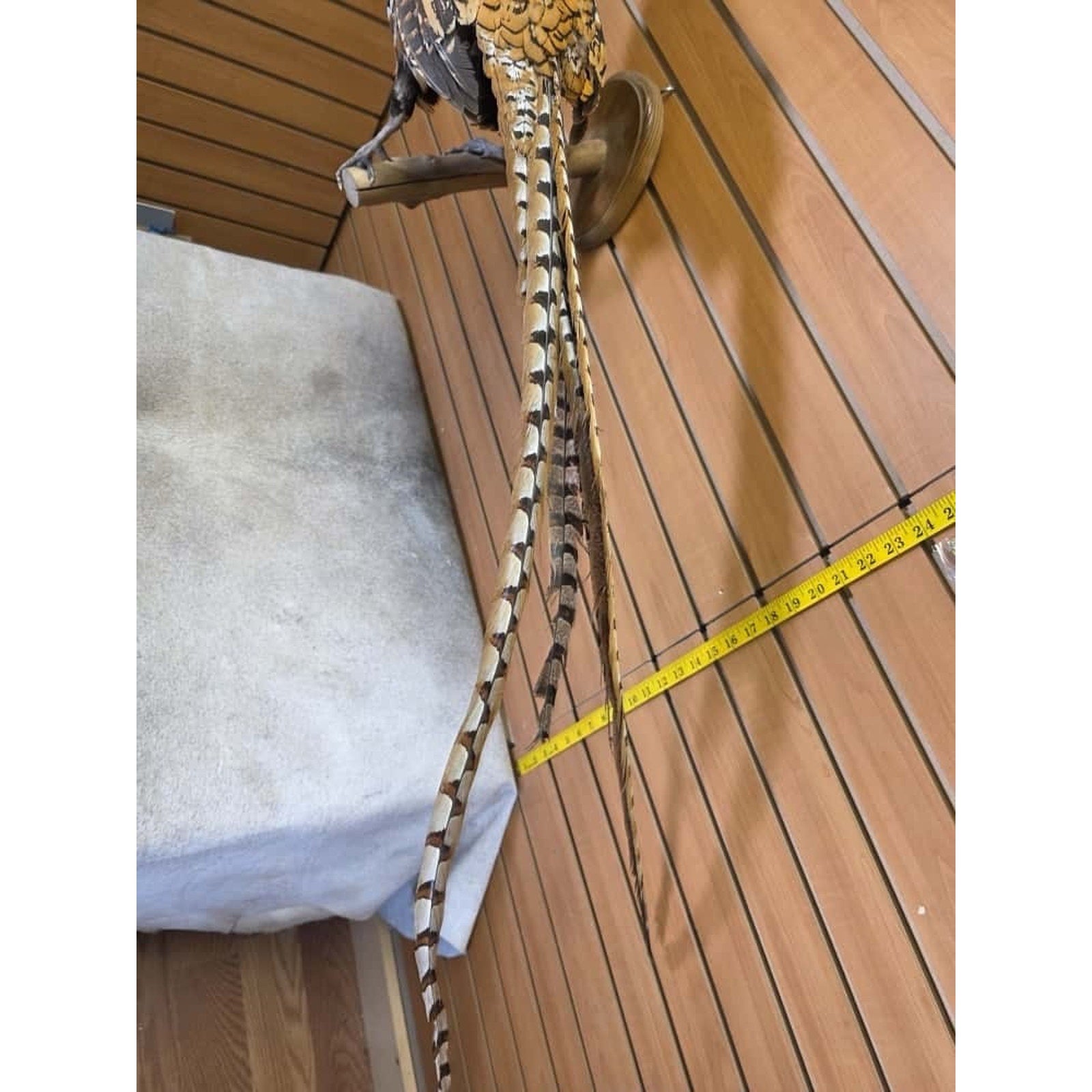 JTV251 - Reeves Pheasant Taxidermy Mount