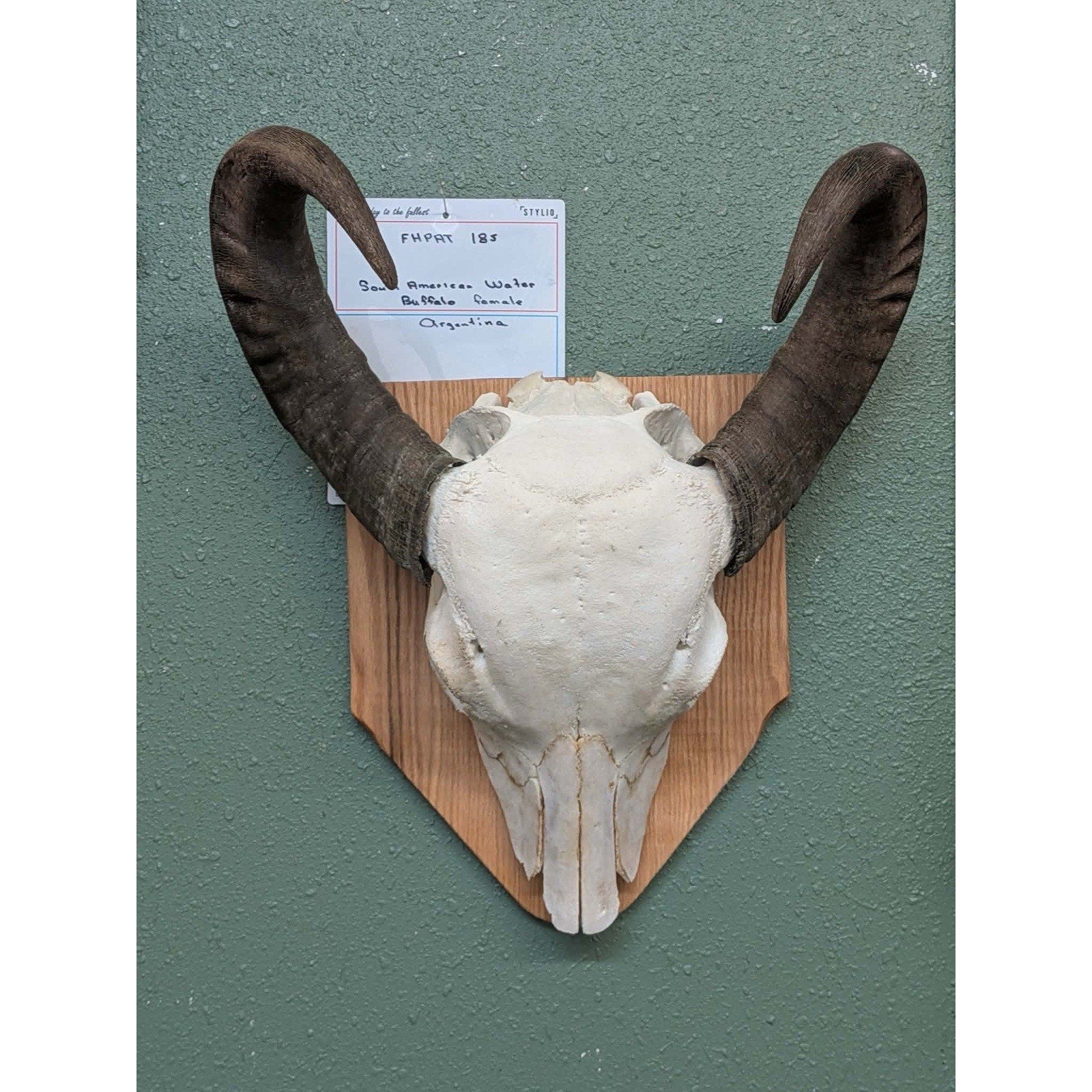 FHPAT185 - Professionally Cleaned South American Water Buffalo Skull