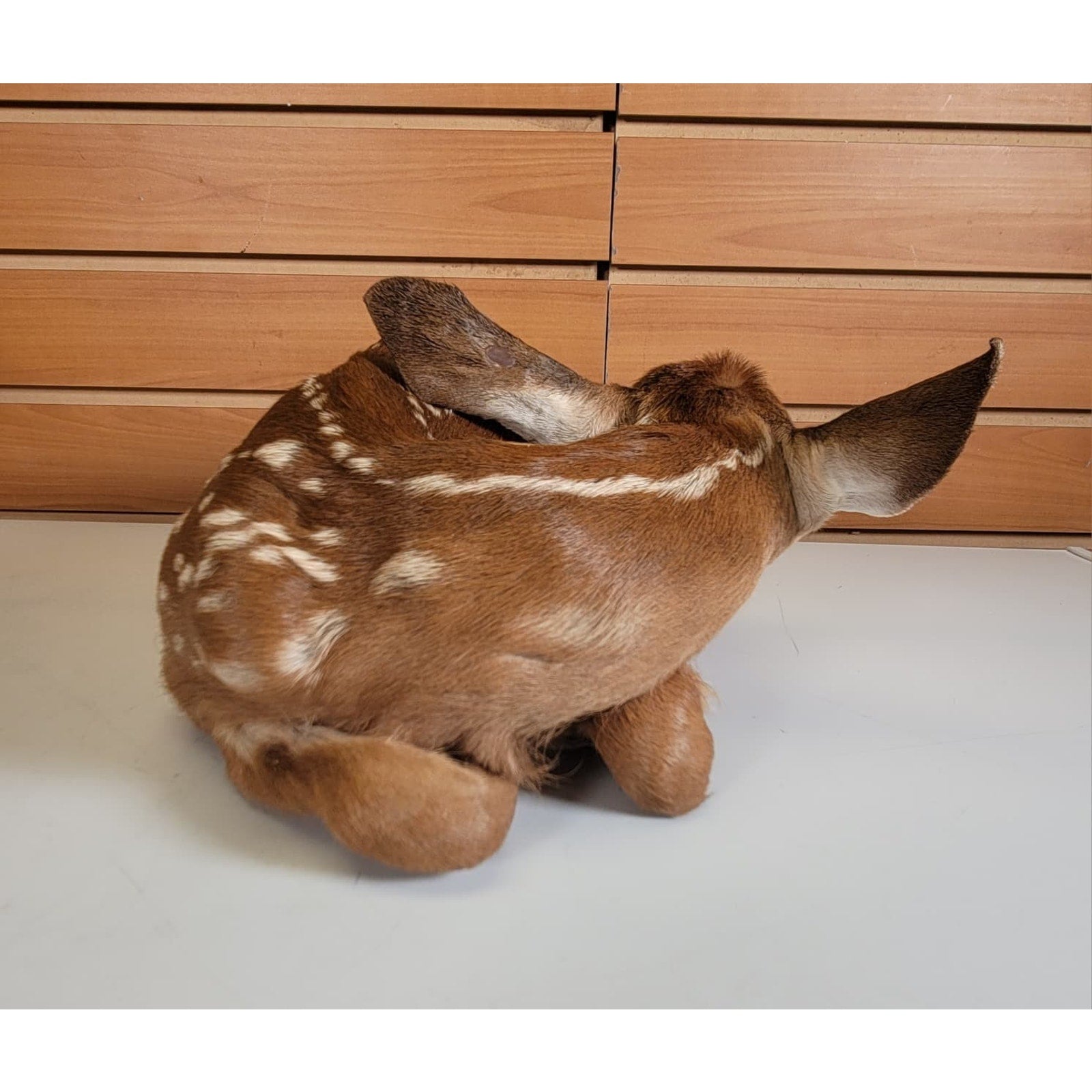 FHBARN1 - Fawn Lifesize Taxidermy Mount