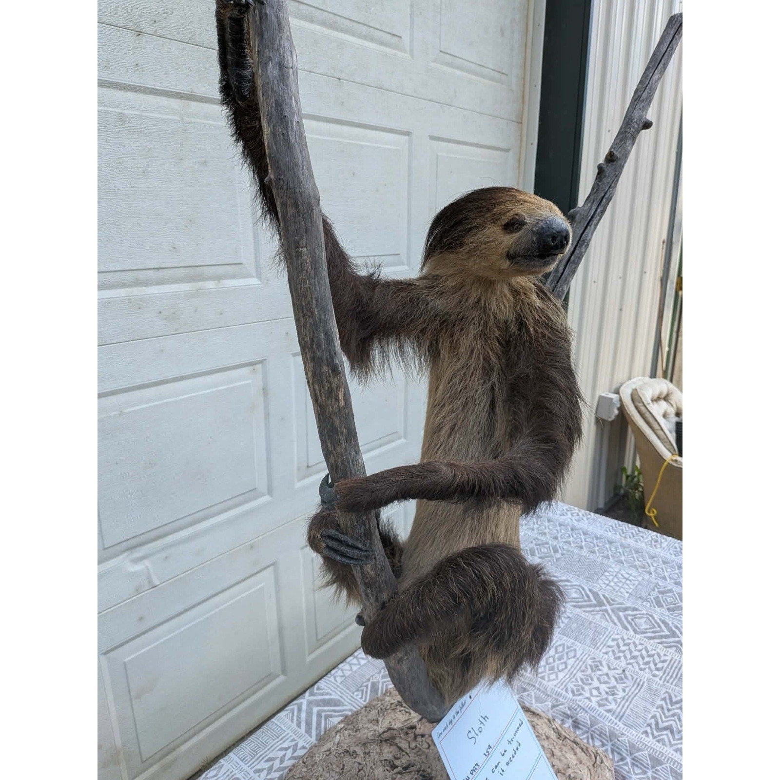 FHPAT159 - New Adult Sloth Taxidermy Mount Full Body
