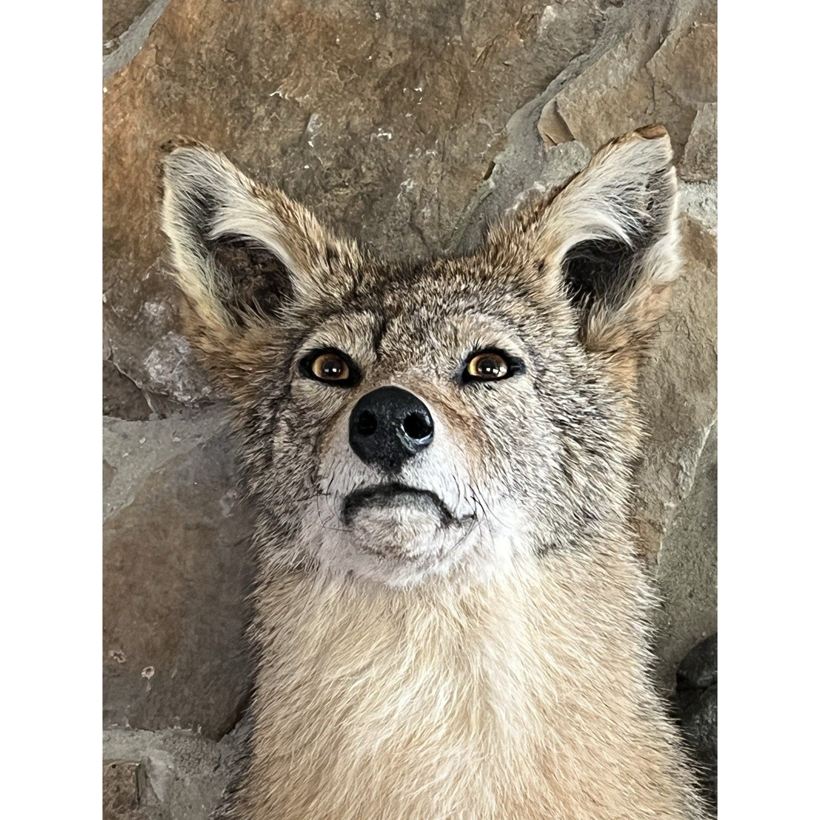 FHWL182 - Coyote Shoulder Museum Quality mount Taxidermy