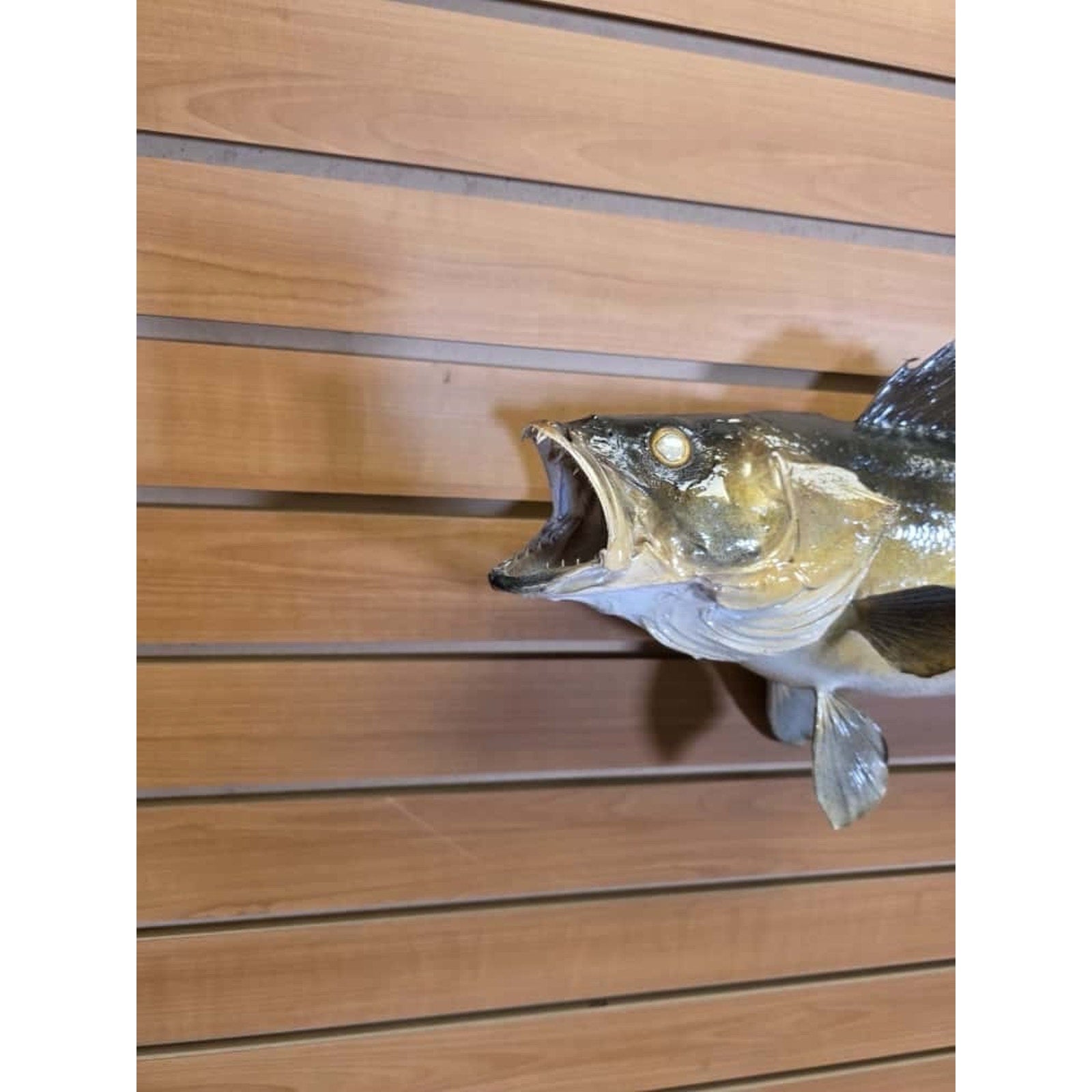 FHCM32 - Real Skin 24” Walleye Fish Taxidermy Wall Mount