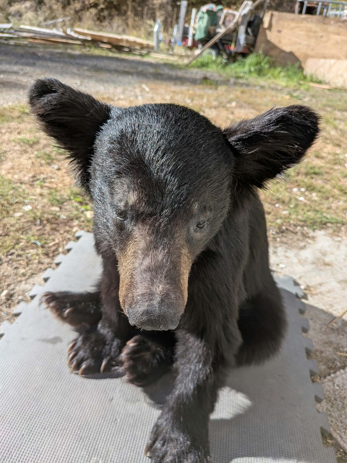 FHPAT235 -Baby Black Bear Cub Full Body taxidermy mount
