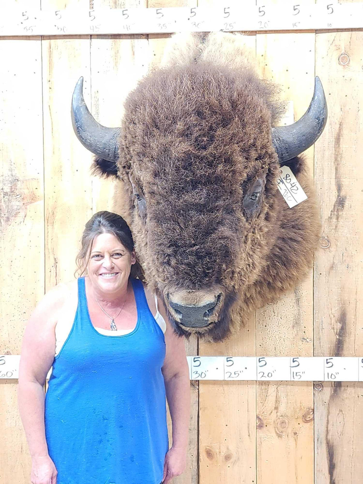 FH72C - BIG American Bison Buffalo Shoulder Mount Taxidermy