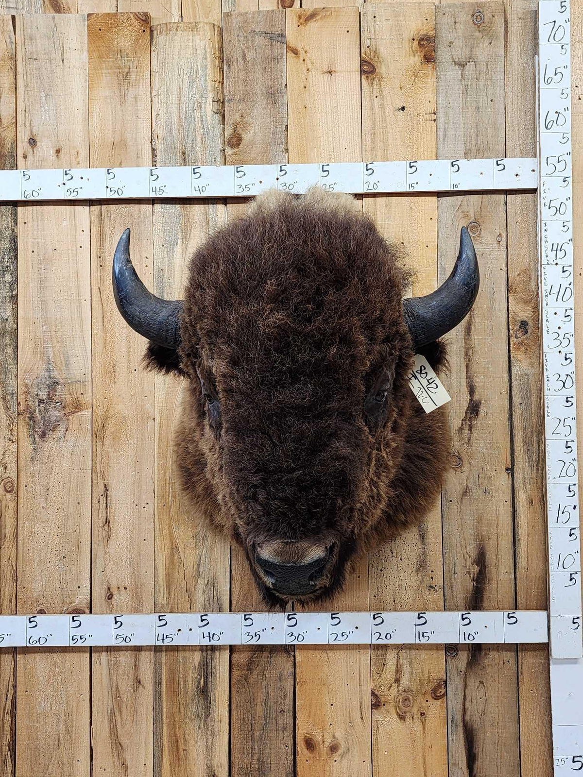 FH72C - BIG American Bison Buffalo Shoulder Mount Taxidermy