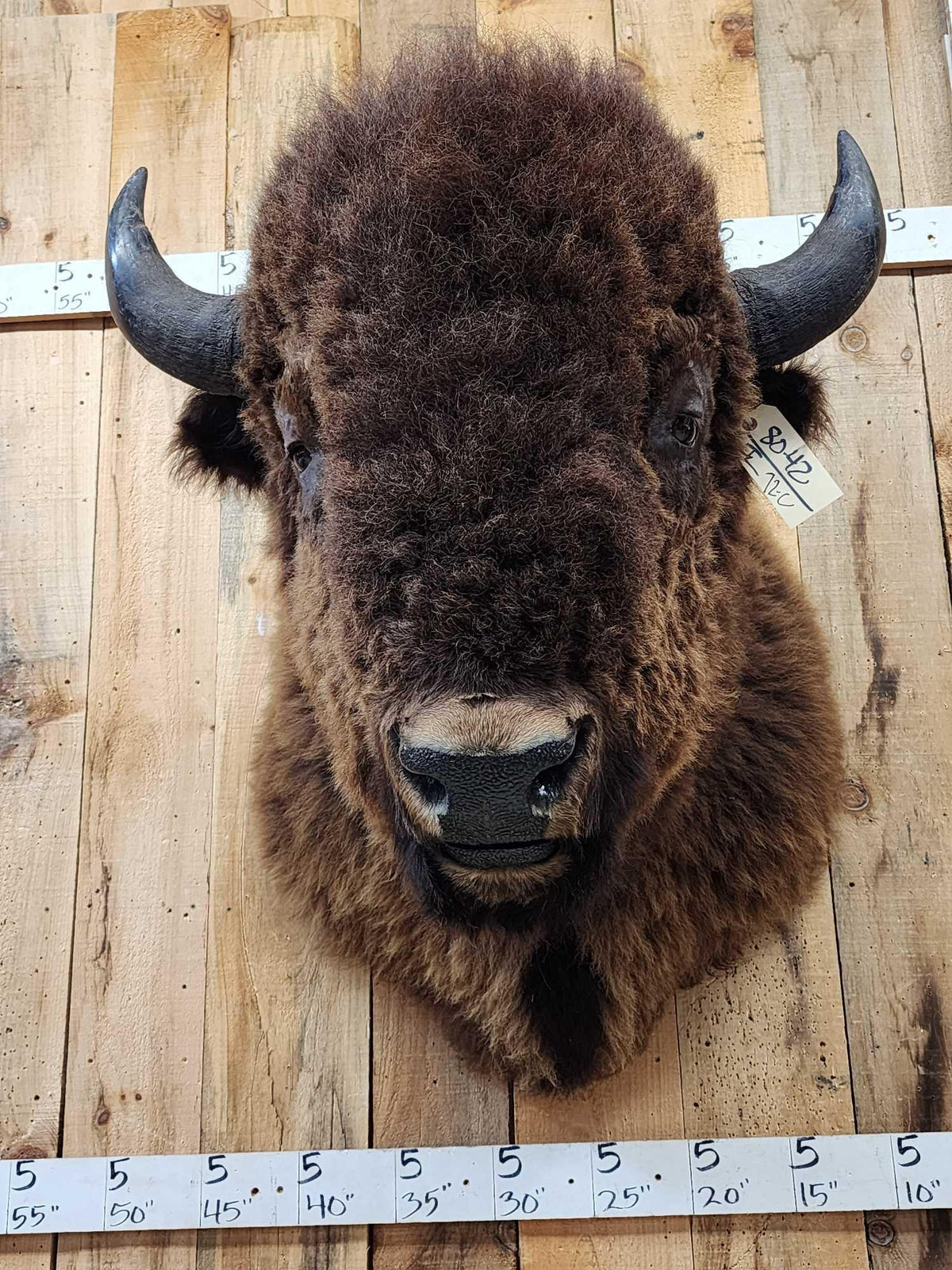 FH72C - BIG American Bison Buffalo Shoulder Mount Taxidermy