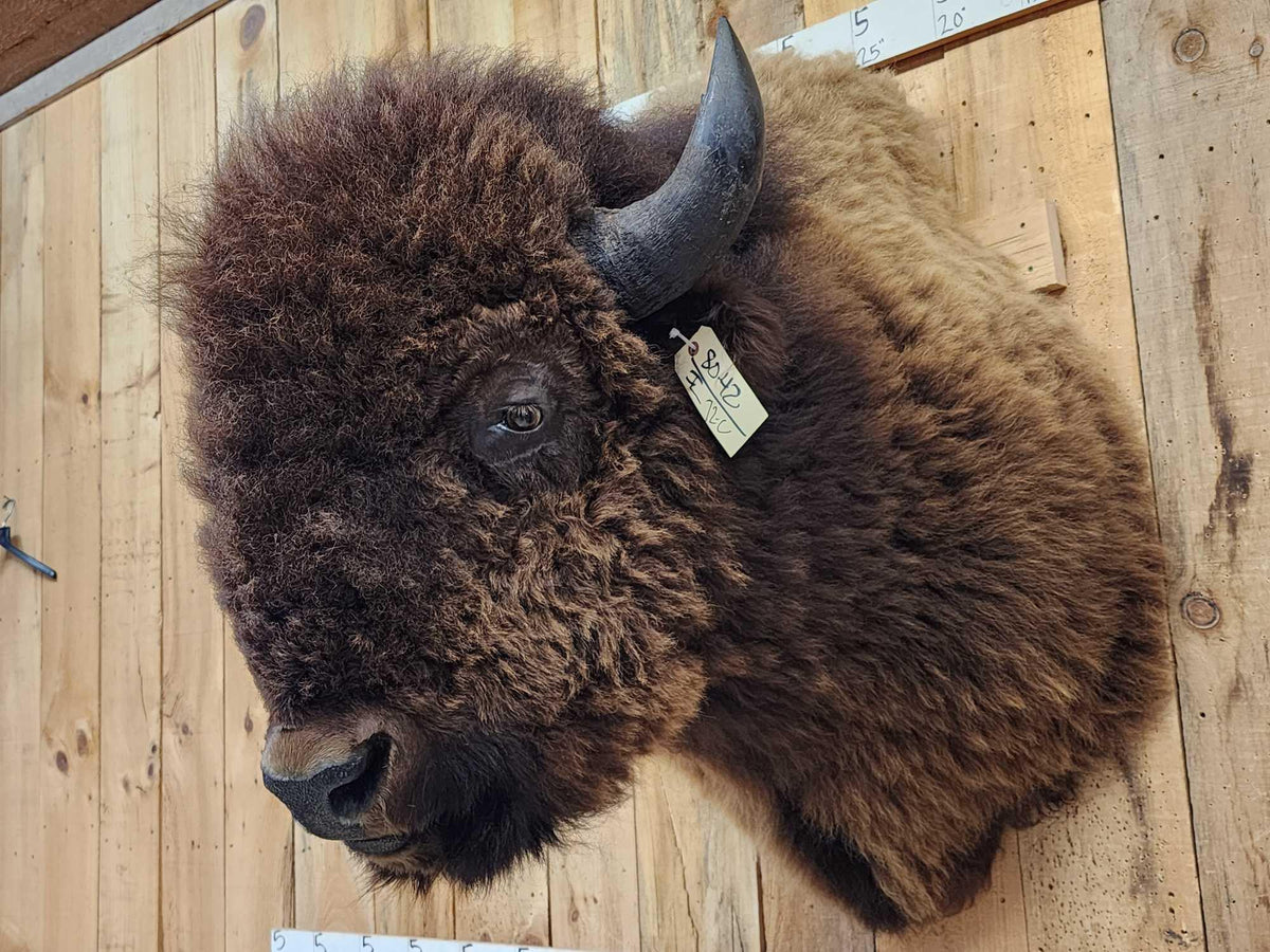 FH72C - BIG American Bison Buffalo Shoulder Mount Taxidermy