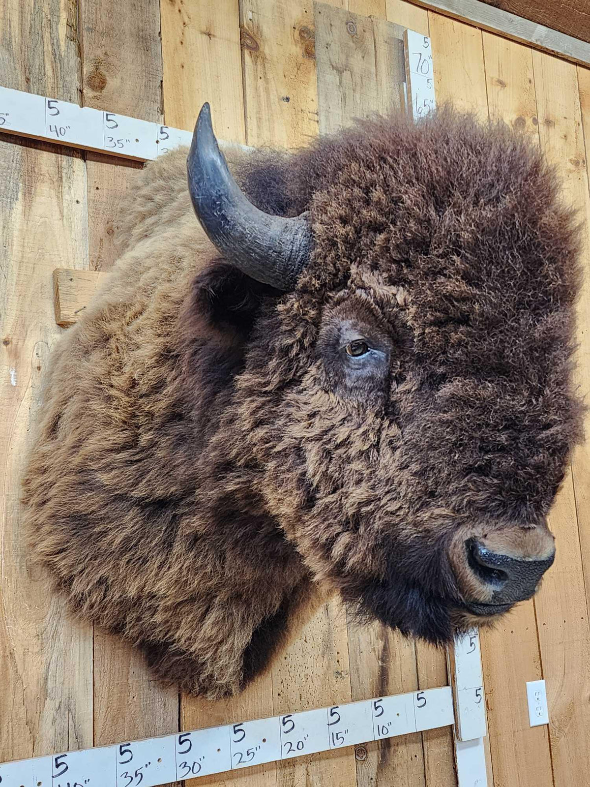 FH72C - BIG American Bison Buffalo Shoulder Mount Taxidermy