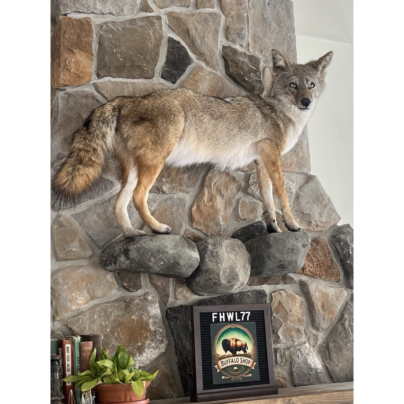 FHWL77 - Coyote Museum Quality Wall mount Taxidermy