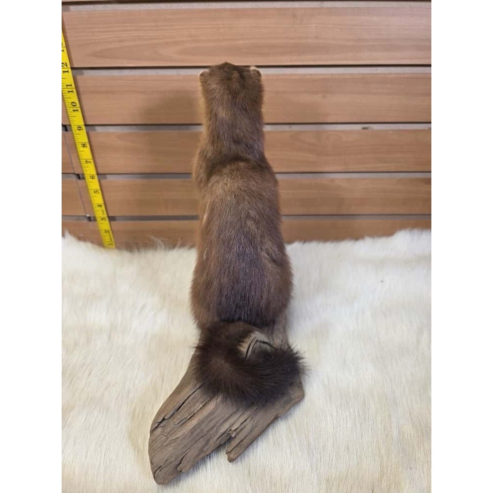 FHMN17- Mink Weasel Taxidermy Mount