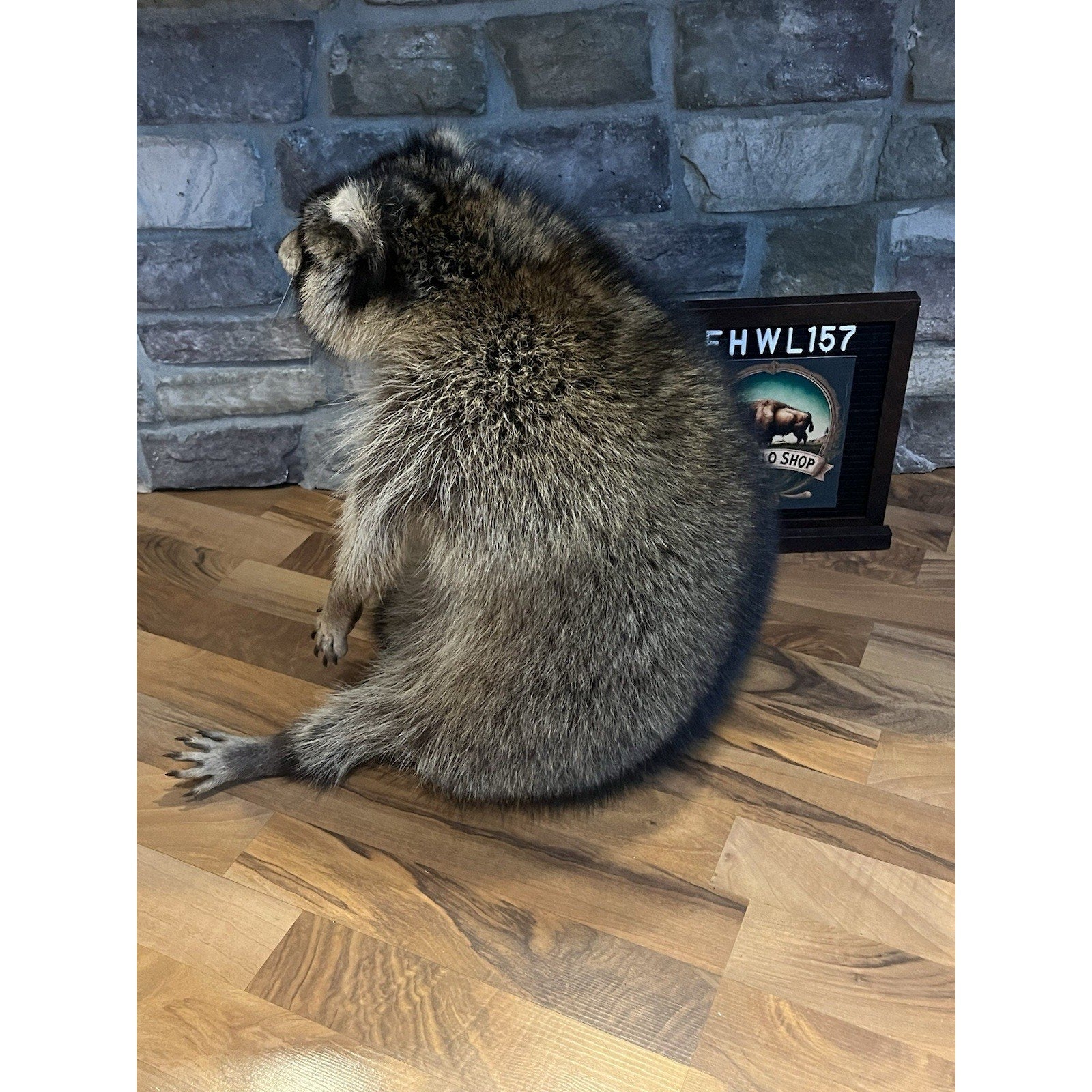 FHWL157 -premium Fat Raccoon Taxidermy Mount