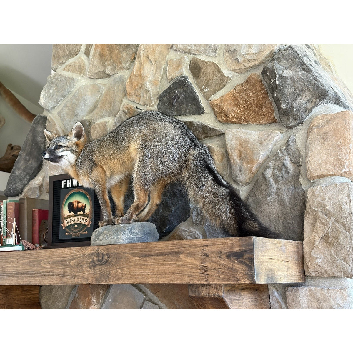 FHWL224 - Grey Fox Taxidermy Full Body Mount Cabin Camp Man Cave