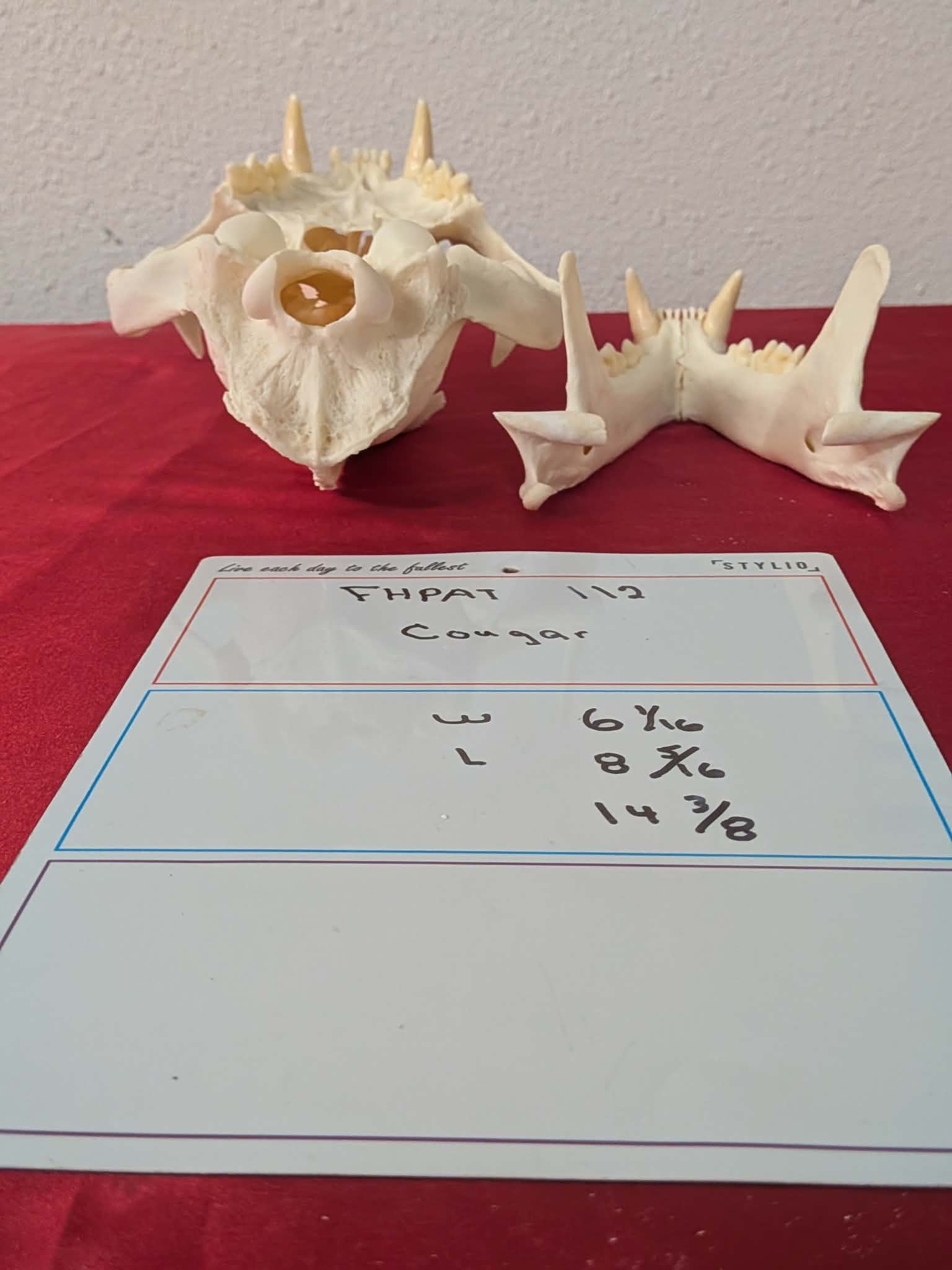 FHPAT112 - real Cougar Skull