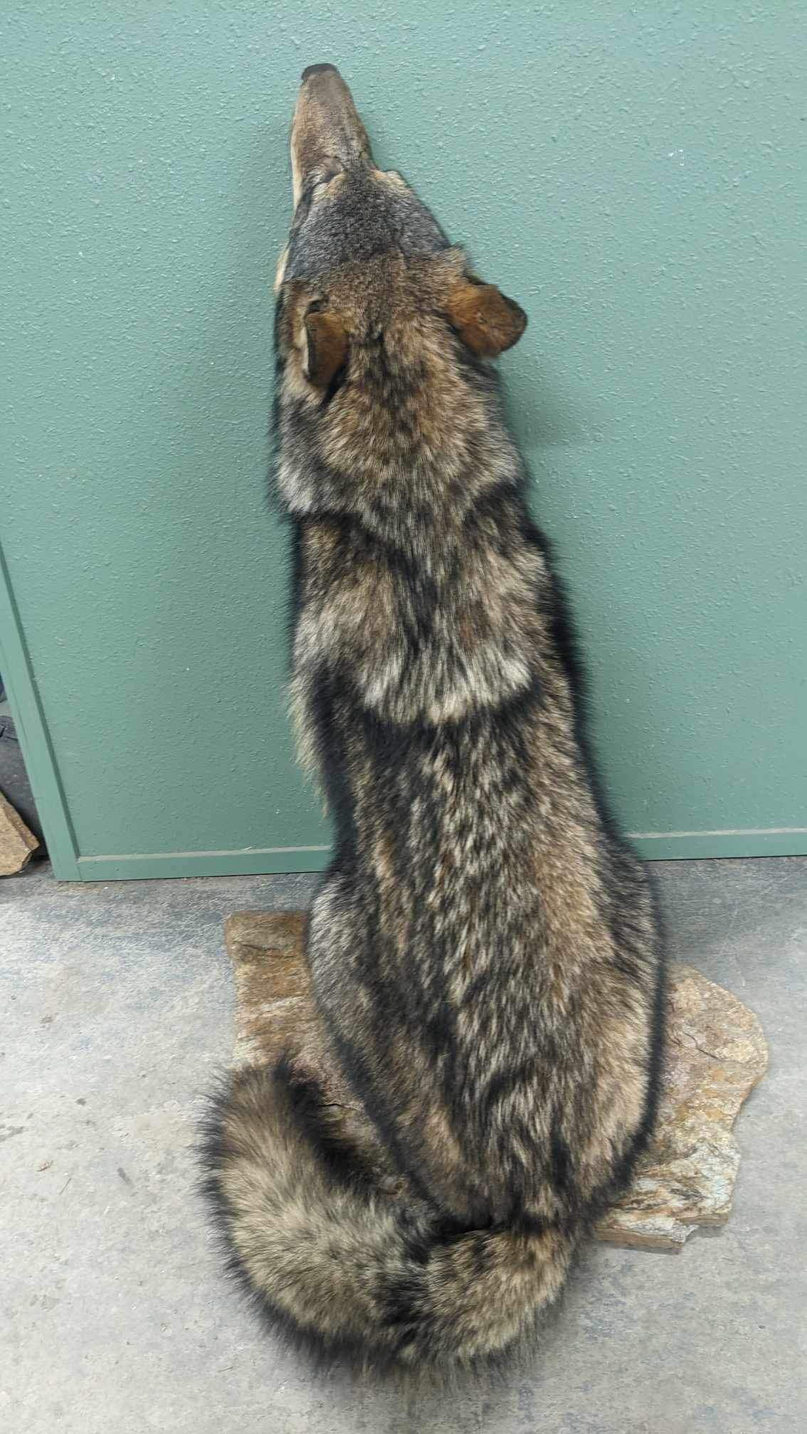 Alaskan wolf howling full body taxidermy mount