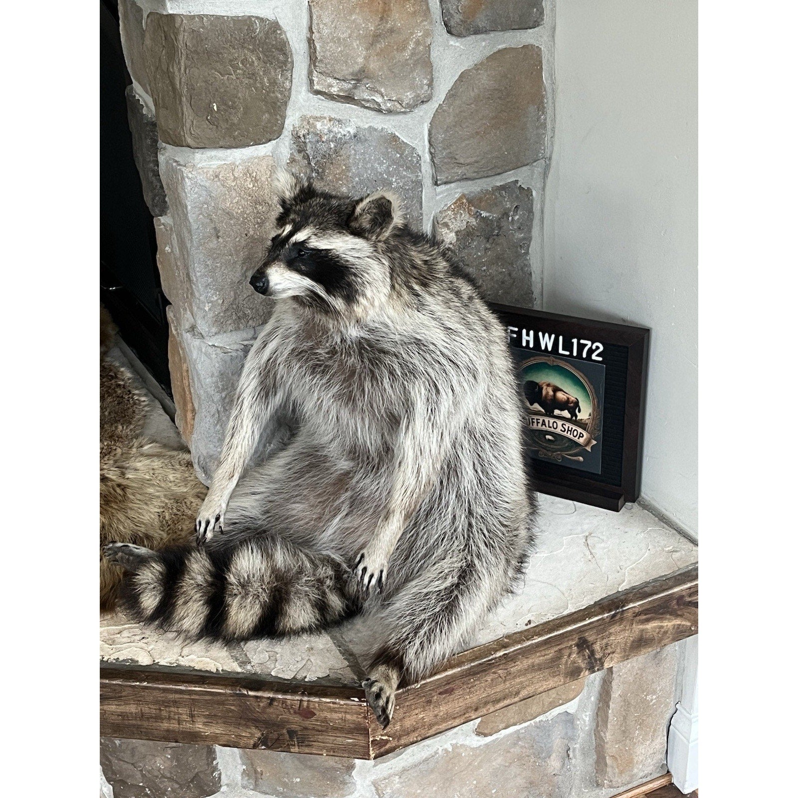 FHWL172 -premium Fat Raccoon Taxidermy Mount