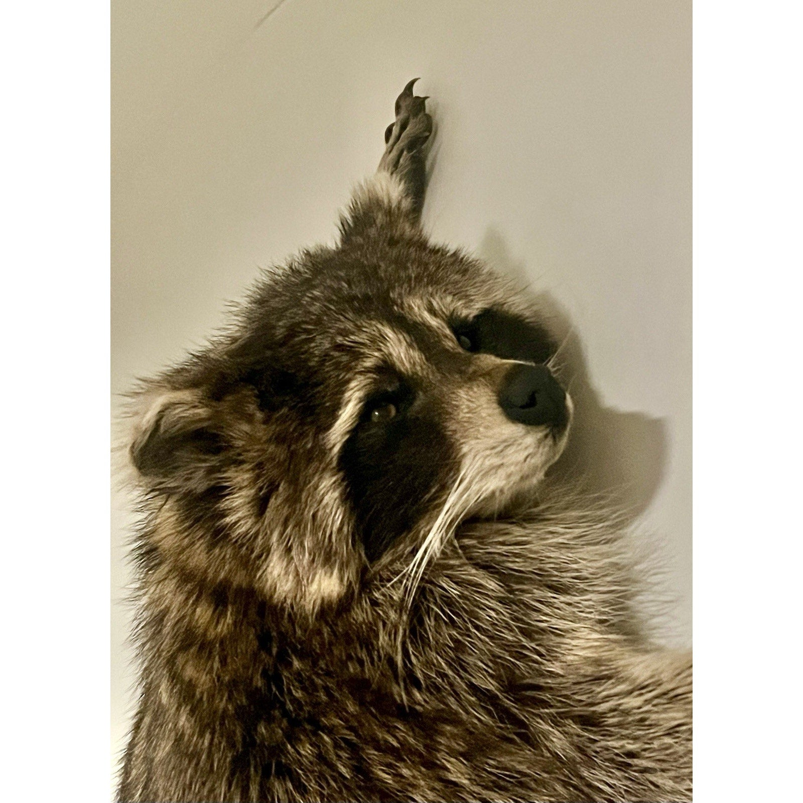FHWL135 - Fat Raccoon Taxidermy Mount