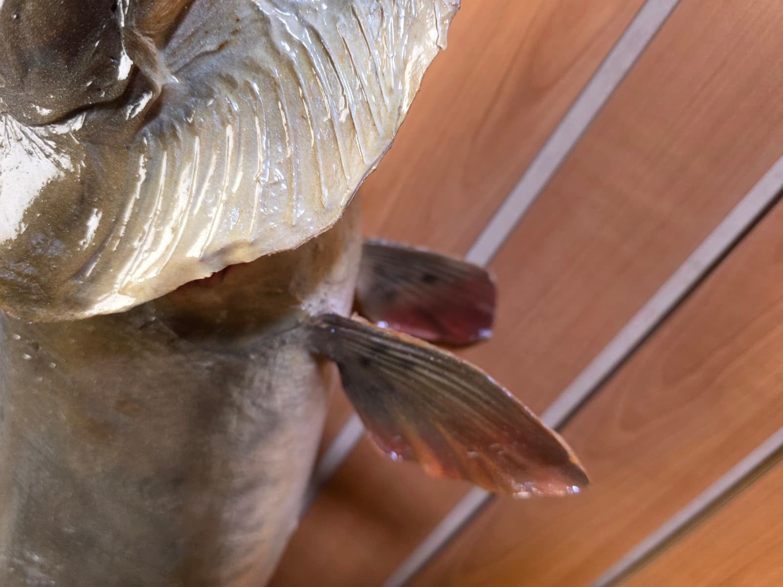 JF4 - 37" Northern real skin taxidermy fish