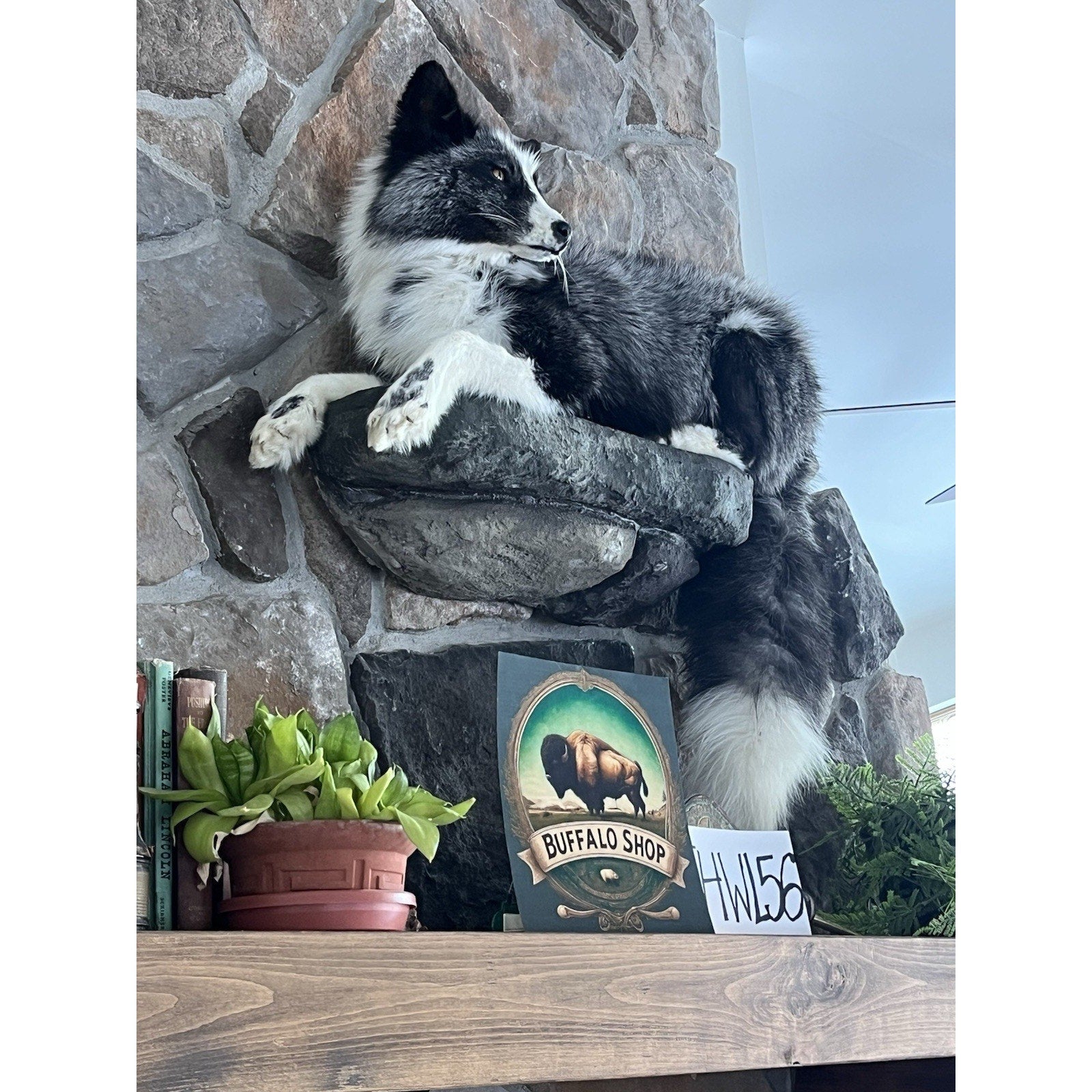 FHWL56 - Beautiful Black & White Fox Taxidermy Full Body Mount