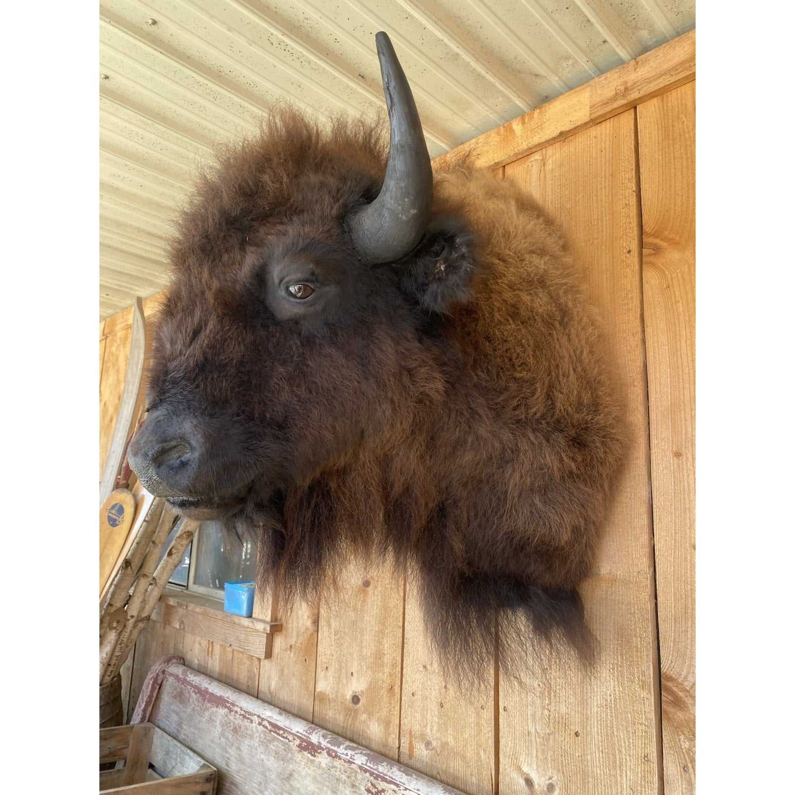 FHDAR6- XL Buffalo Taxidermy Shoulder mount Bull