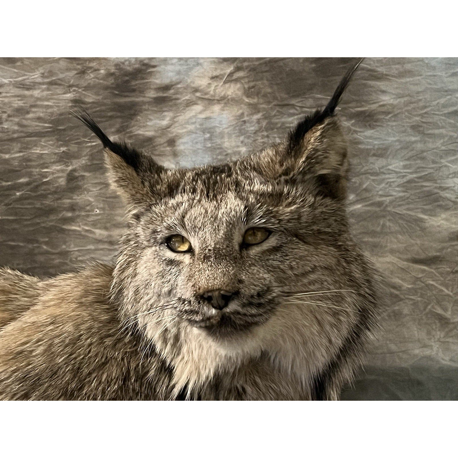 FHWL33 - Alaskan Lynx Taxidermy Full Body Mount Prime Fur