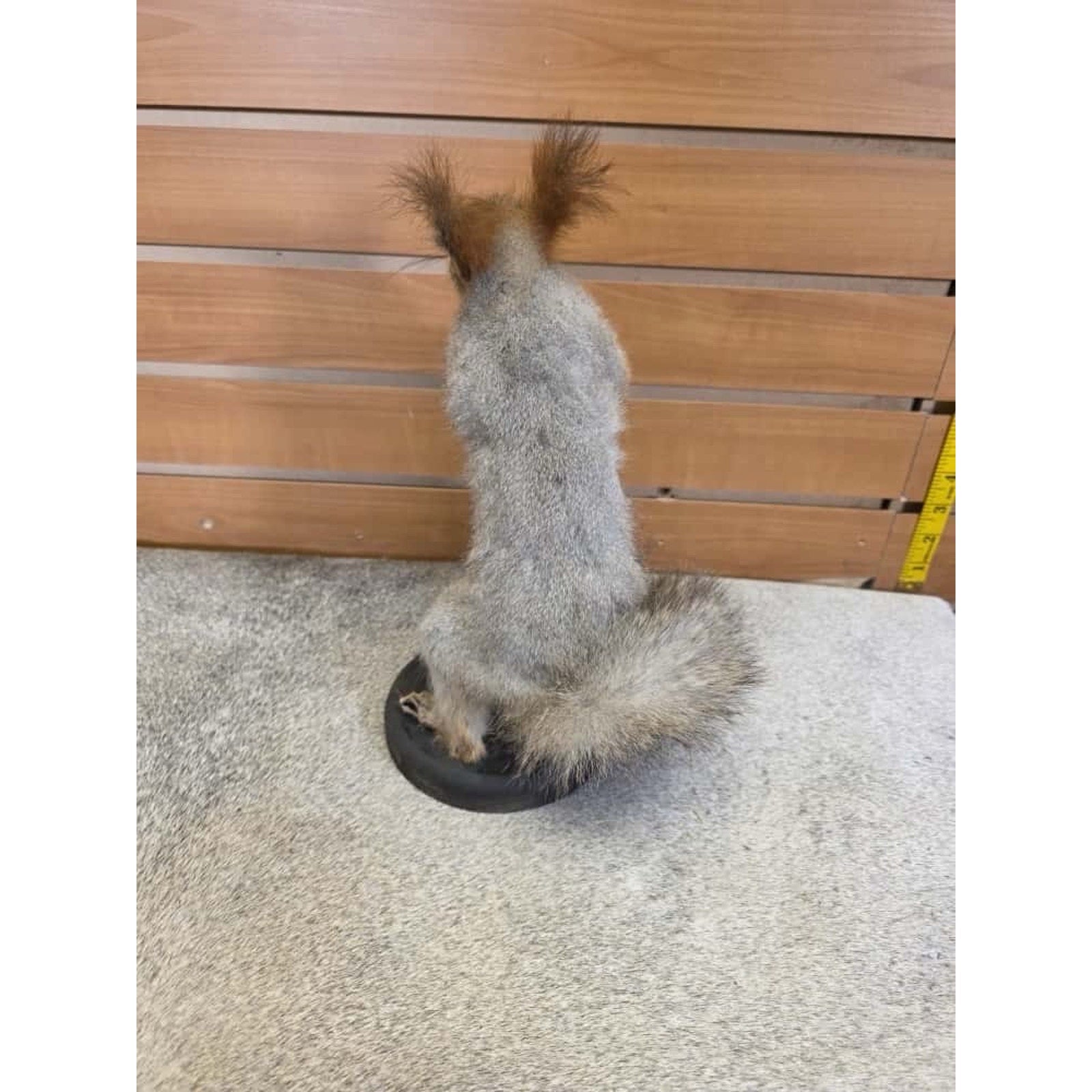 JTV249 - Vintage eurasian Squirel Taxidermy Mount