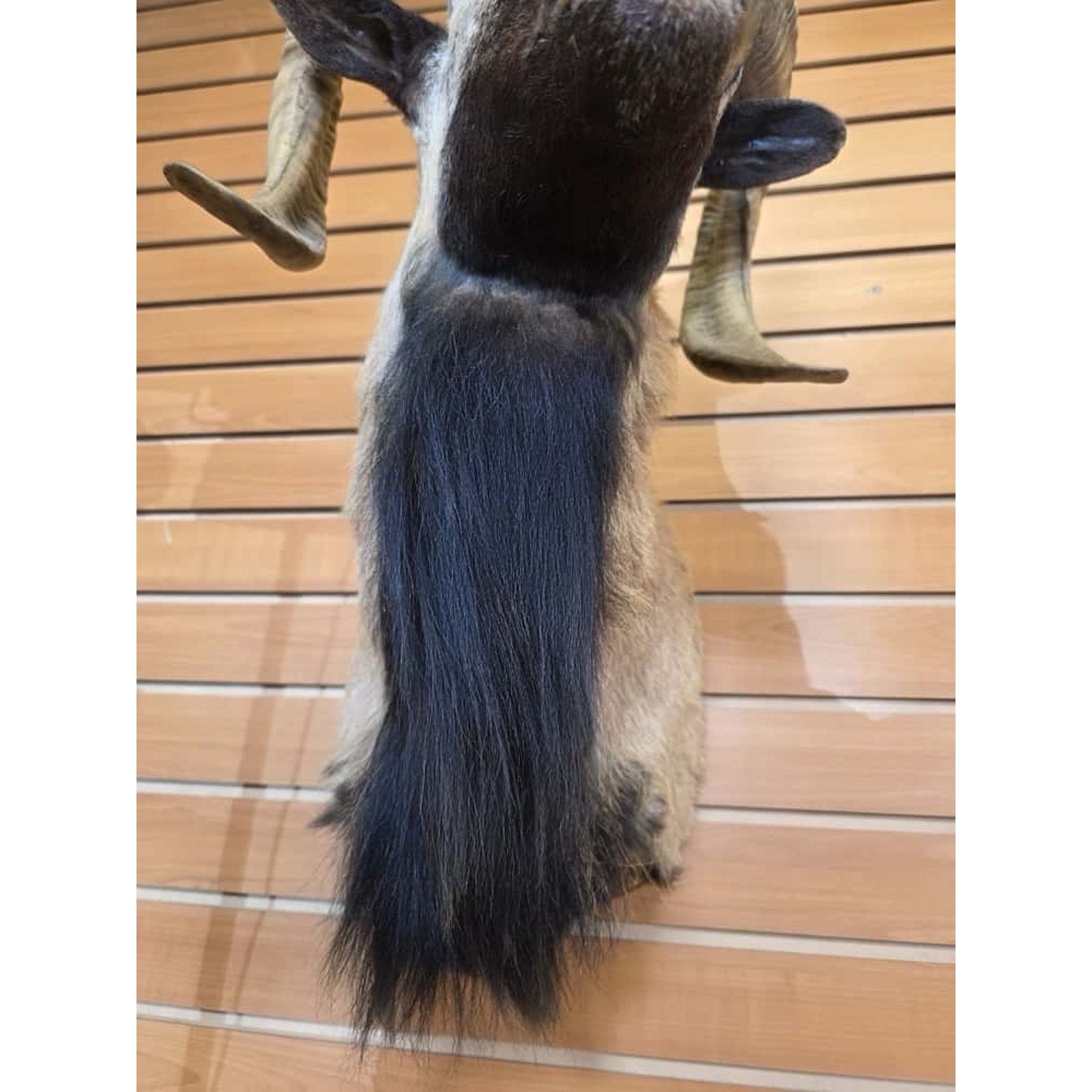 FHMN4 - Mouflon Ram taxidermy shoulder mount