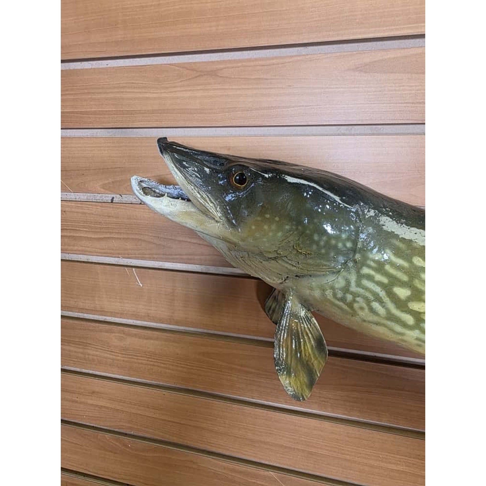 JTV220 - 36” Northern Fish Real Skin Taxidermy Mount