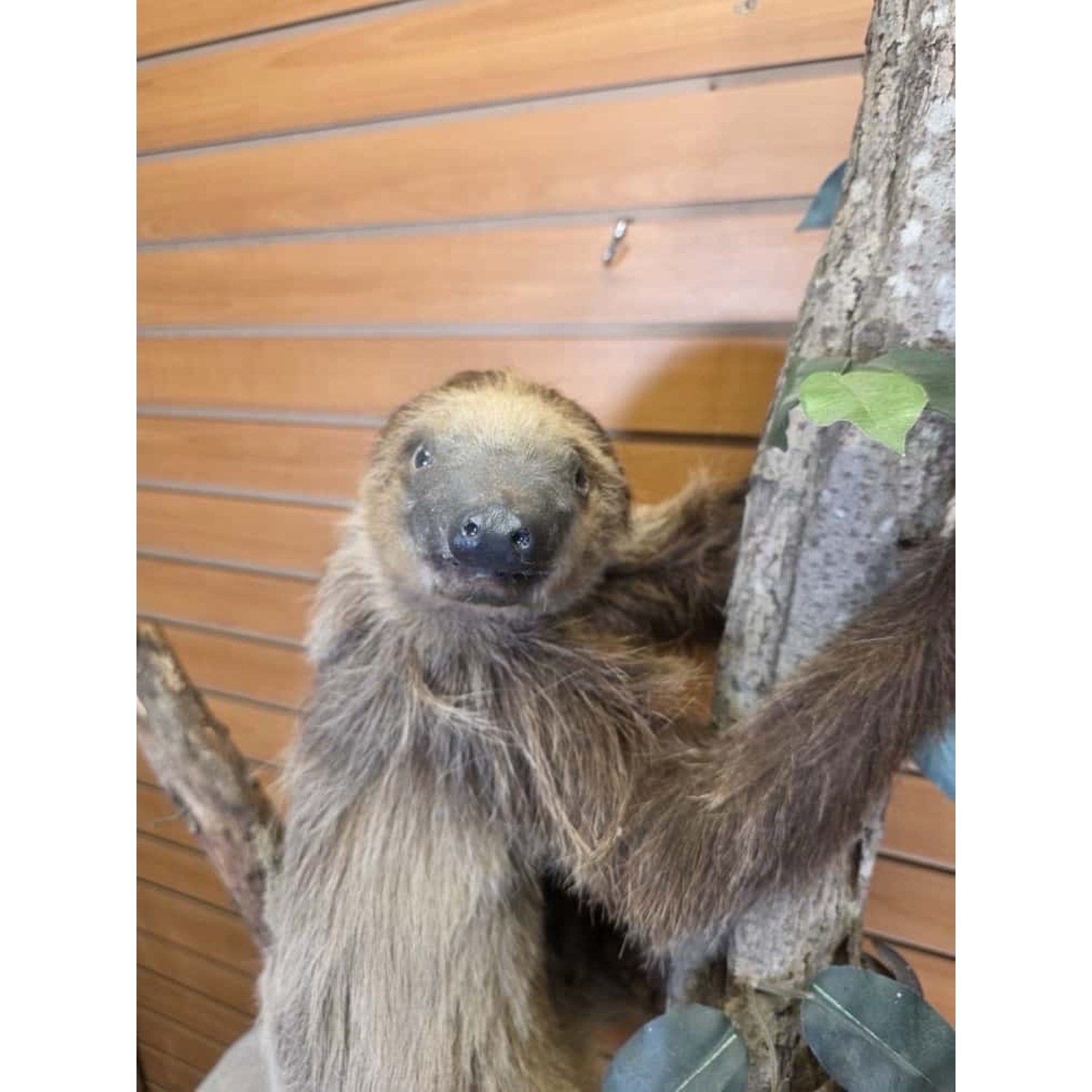 FHCM22 - New Adult crawling Sloth Taxidermy Mount Full Body