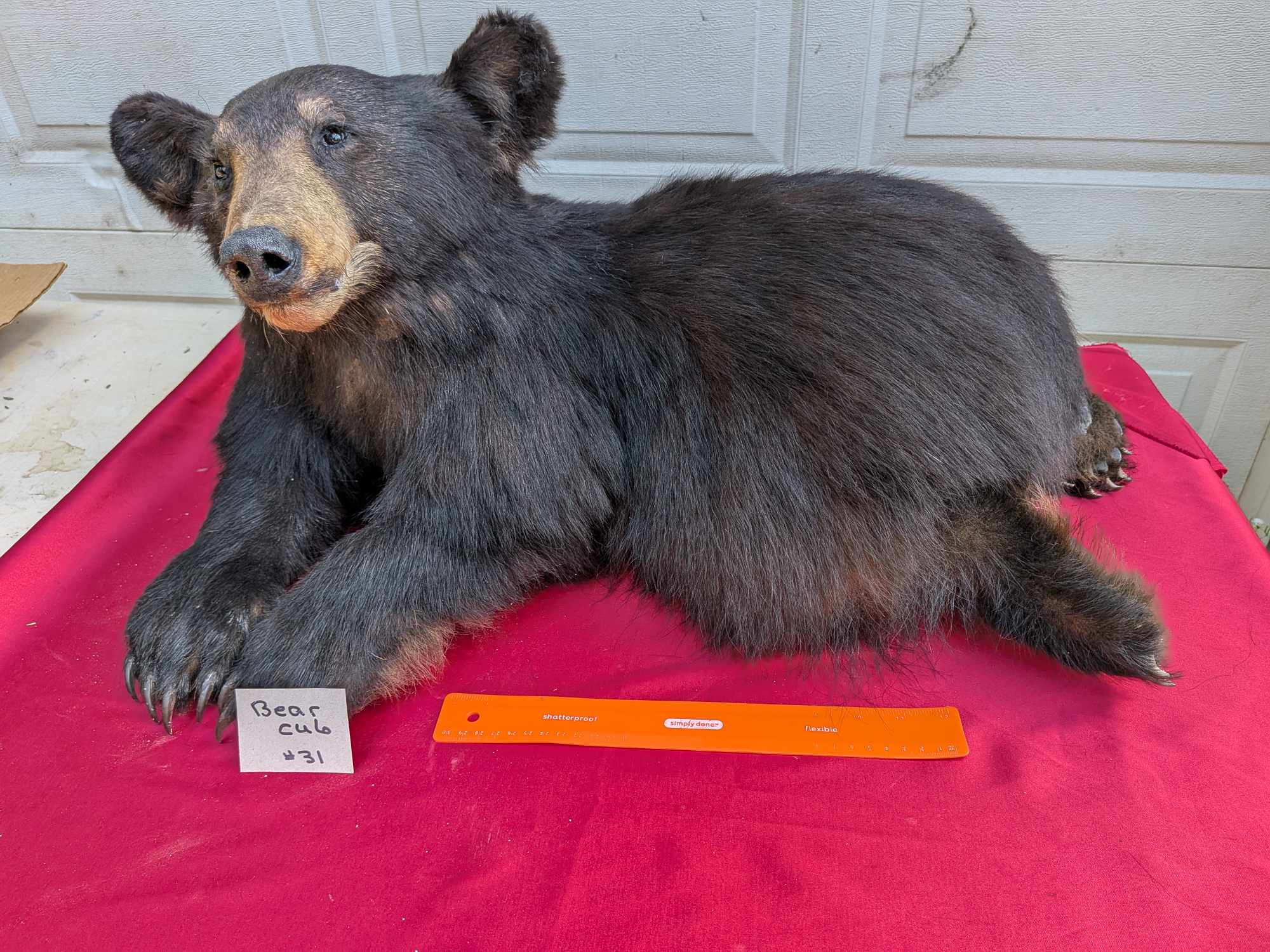 FHPAT122 - Baby Bear taxidermy mount tiny