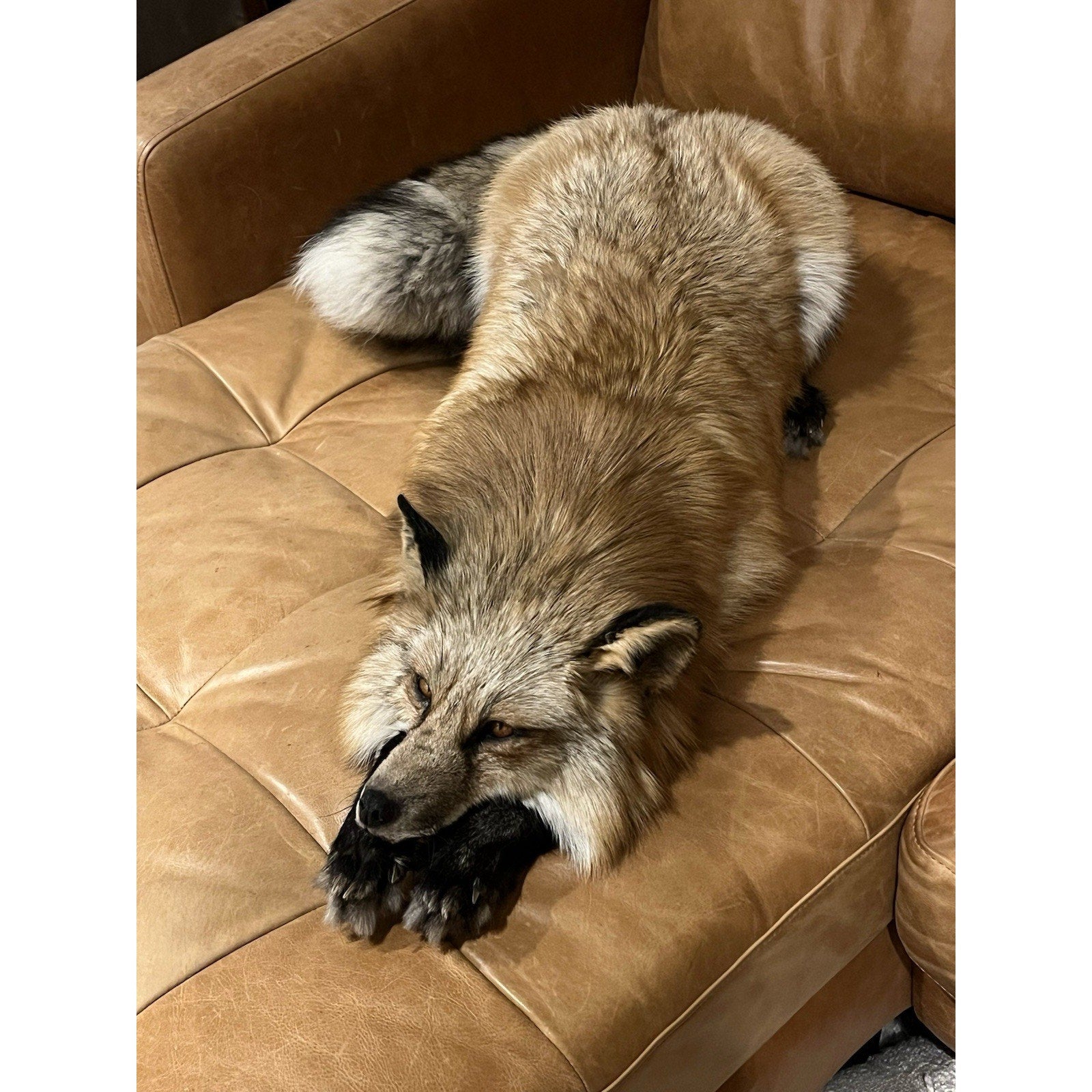 FHWL1 - Red Fox Taxidermy Full Body Mount