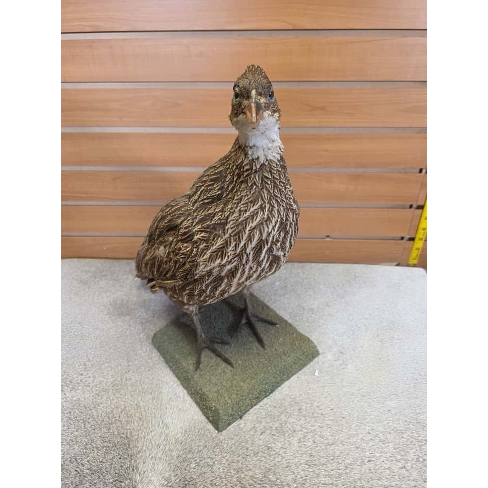 JTV253 - impeyan hen farm raised Taxidermy Mount