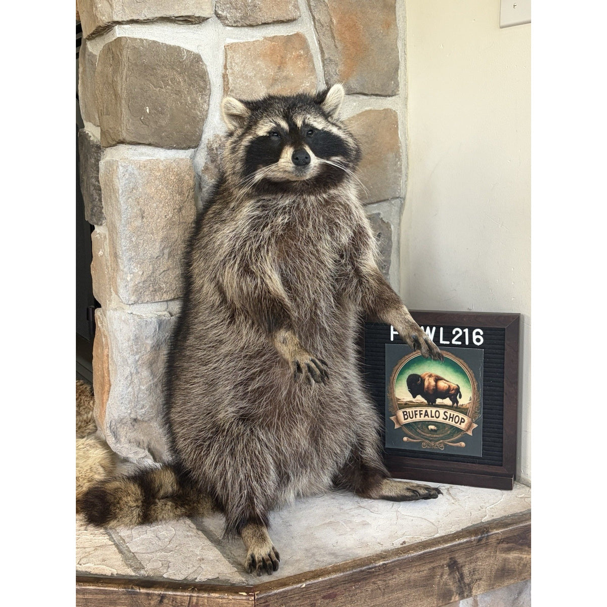 FHWL216 -premium Fat Raccoon Taxidermy Mount