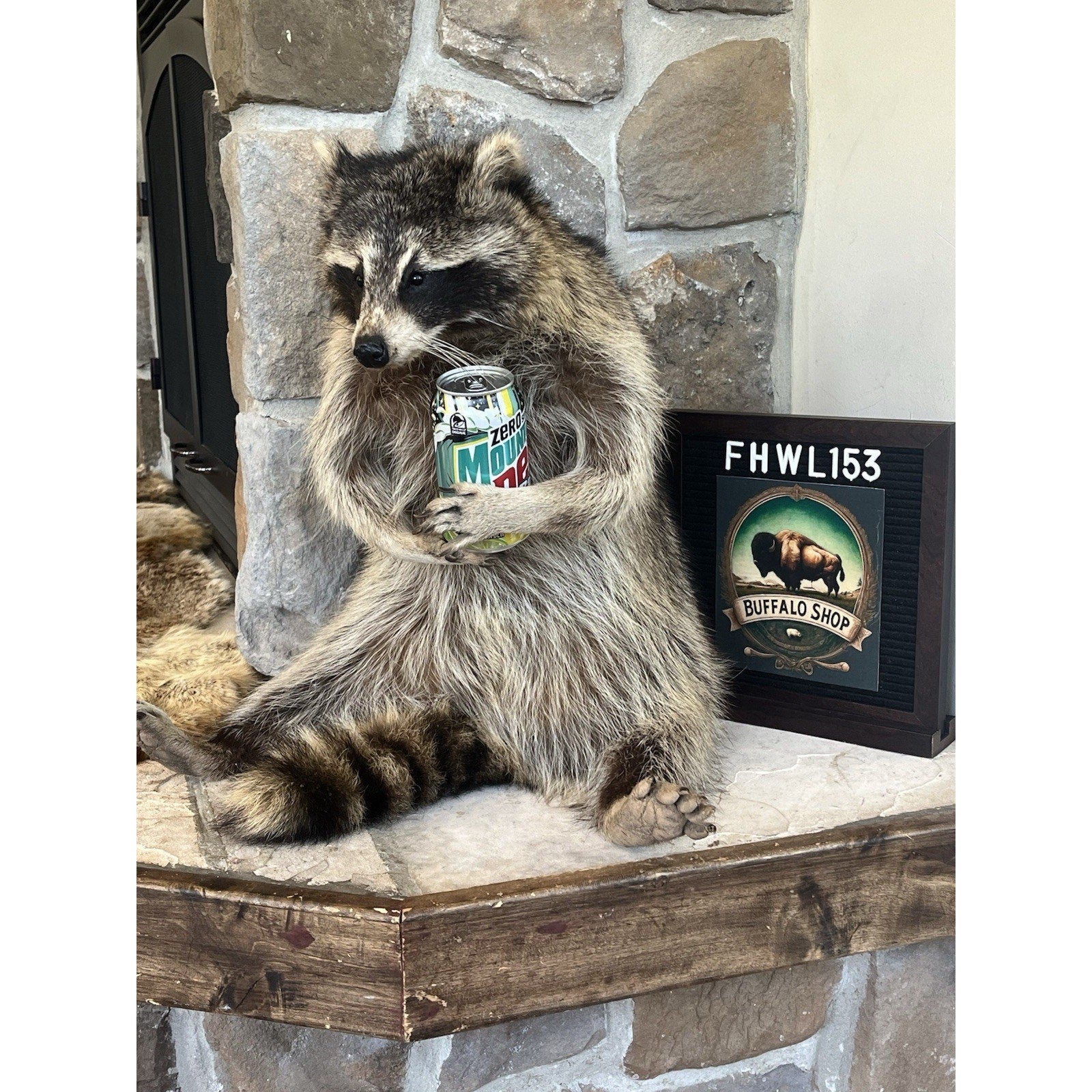 FHWL153 -premium Fat Raccoon Taxidermy Mount